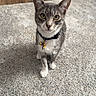 bell, carpet, cat, close_up, collar, curious, feline, gray_cat, green_eyes, hardwood_floor, home_interior, indoor, looking_up, paws, pet, portrait, rug, sitting, whiskers, white_paws