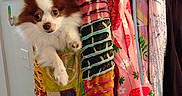 Nika joined the competition — help win amazing prizes! dog, small_dog, fluffy, pet, bag, patchwork, colorful, clothing, hanger, wardrobe, curious, cute, indoor, fabric, pattern, textile, domestic, animal, fur, soft