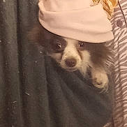 Nika is registered to the contest to win money with this photo: dog, hat, fabric, peeking, blurry, grainy, indoor, patterned_background, dark_colors, pet, animal, costume, clothing, face, cute, domestic_animal, closeup, portrait, wearing, headgear