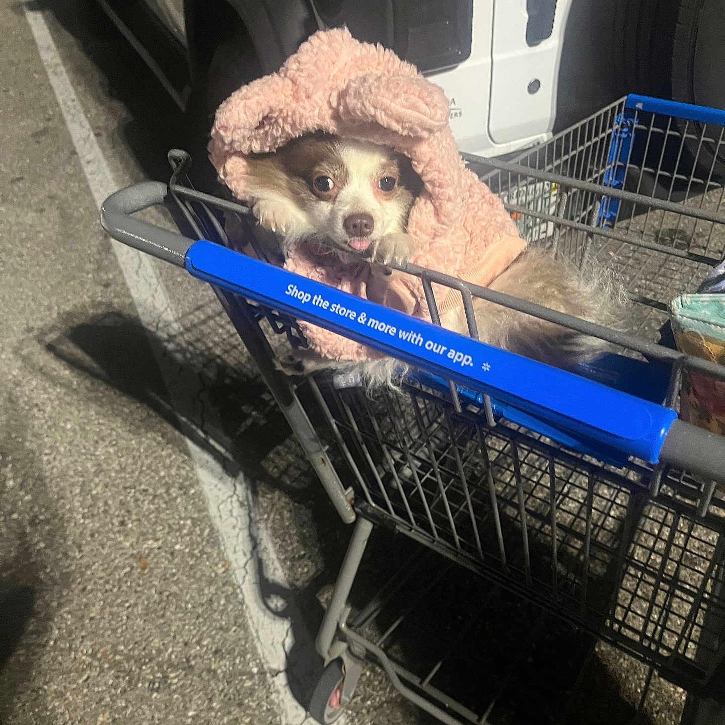 Nika joined the competition — help win amazing prizes! dog, shopping_cart, hoodie, pink_clothing, outdoor, night, vehicle, parking_lot, tongue_out, curious_expression, pet, furry, small_dog, metal_cart, asphalt, shadow, closeup, cute, animal, warm_clothing