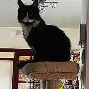 Vicky participe au concours pour gagner de l'argent avec cette photo : cat, indoor, cat_tree, black_and_white, furniture, decor, window, lamp, curtains, pet, animal, household, domestic, fluffy, sitting, portrait, calm, curious, cozy, home