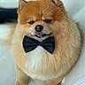 adorable, animal, bow_tie, close_up, companion, cute, dog, domestic_animal, fluffy, fur, furry, indoor, pet, pomeranian, portrait, sitting, small_dog, stylish, tongue_out, white_chair