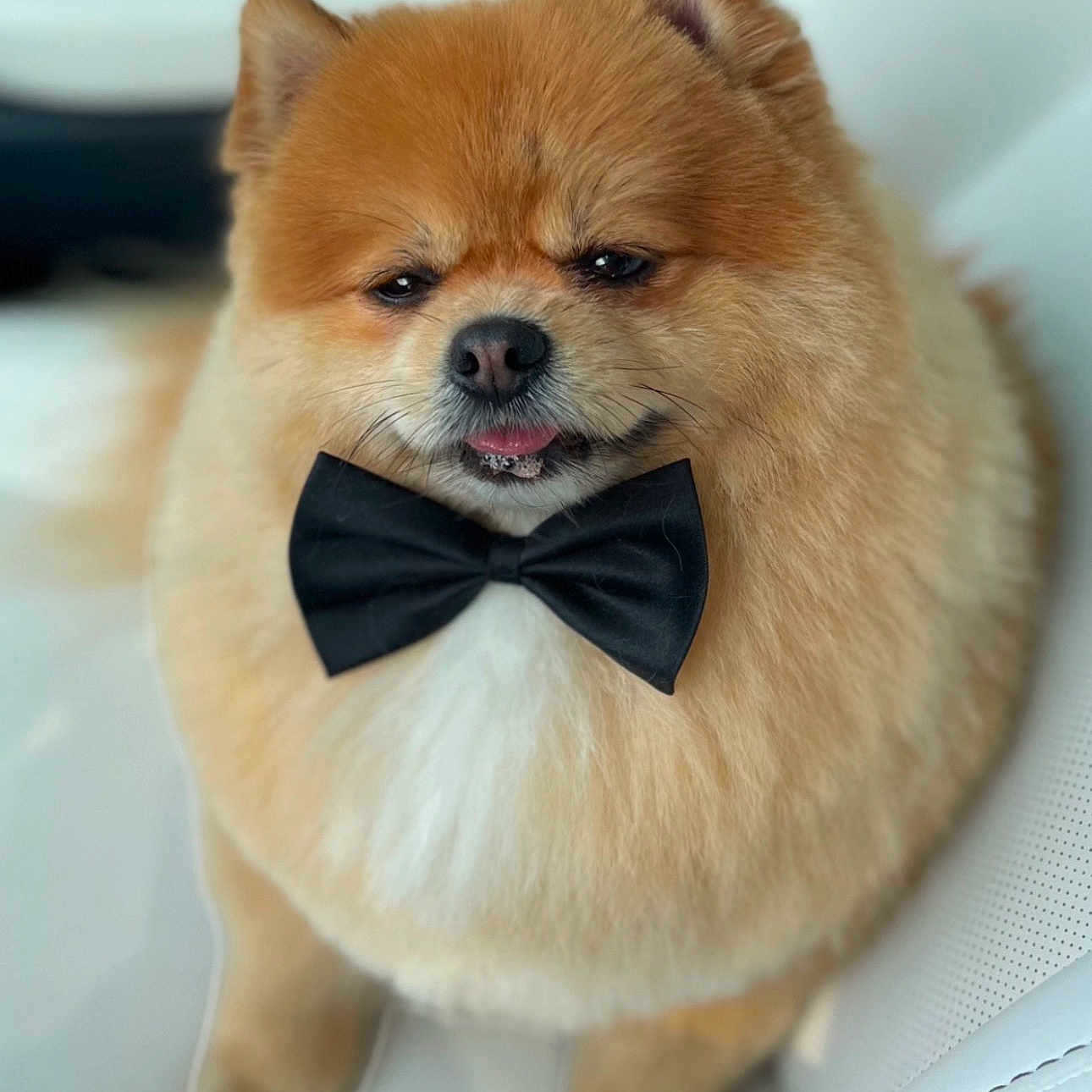 Ted joined the competition — help win amazing prizes! adorable, animal, bow_tie, close_up, companion, cute, dog, domestic_animal, fluffy, fur, furry, indoor, pet, pomeranian, portrait, sitting, small_dog, stylish, tongue_out, white_chair