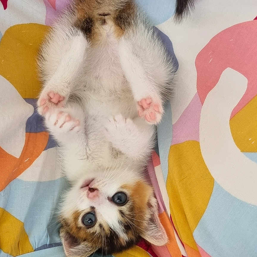 Ripley