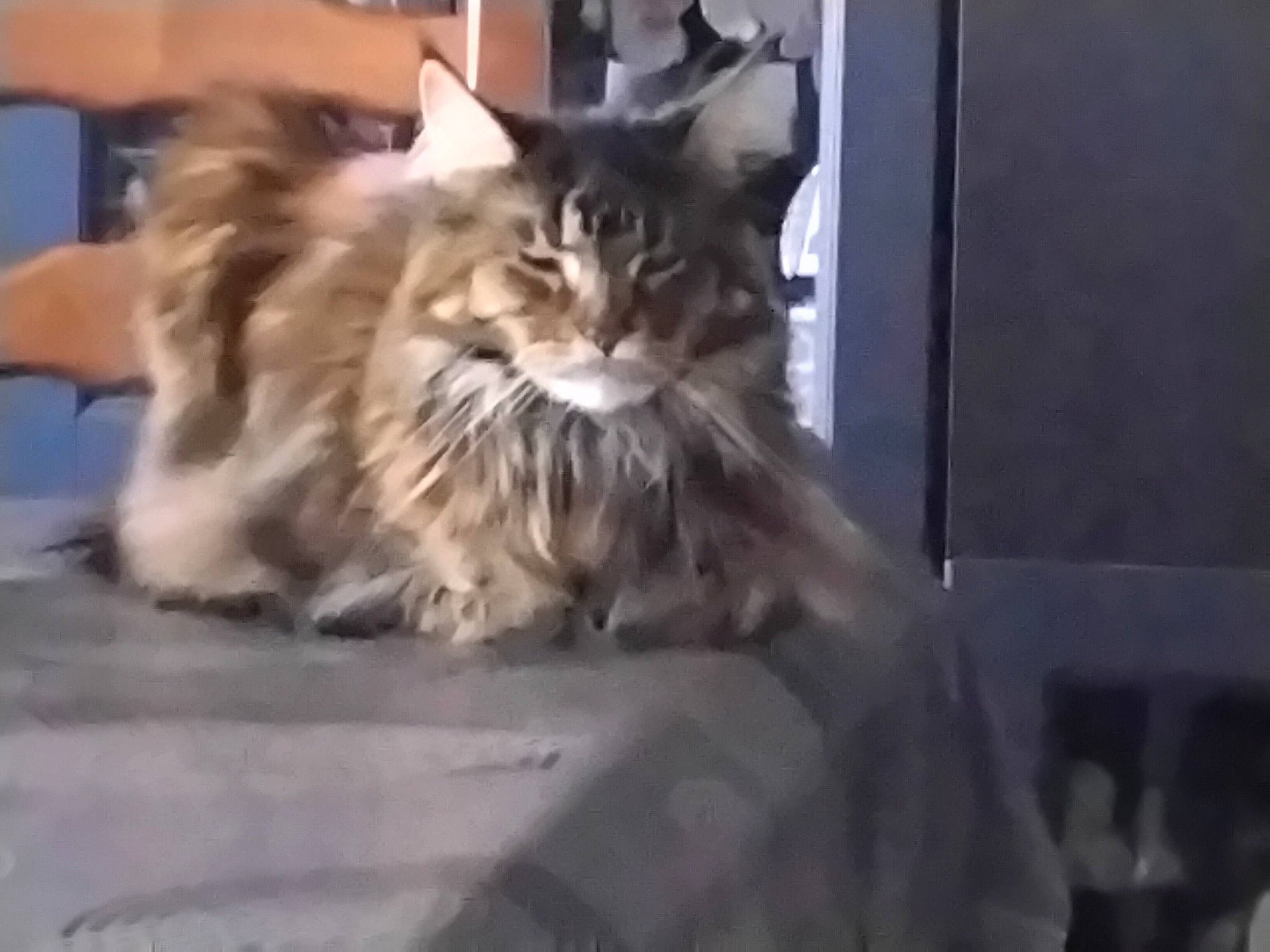 Opale participe au concours pour gagner de l'argent avec cette photo : carnivore, cat, claw, comfort, companion_dog, domestic_short_haired_cat, fawn, felidae, fur, hardwood, maine_coon, paw, small_to_medium_sized_cats, snout, terrestrial_animal, whiskers