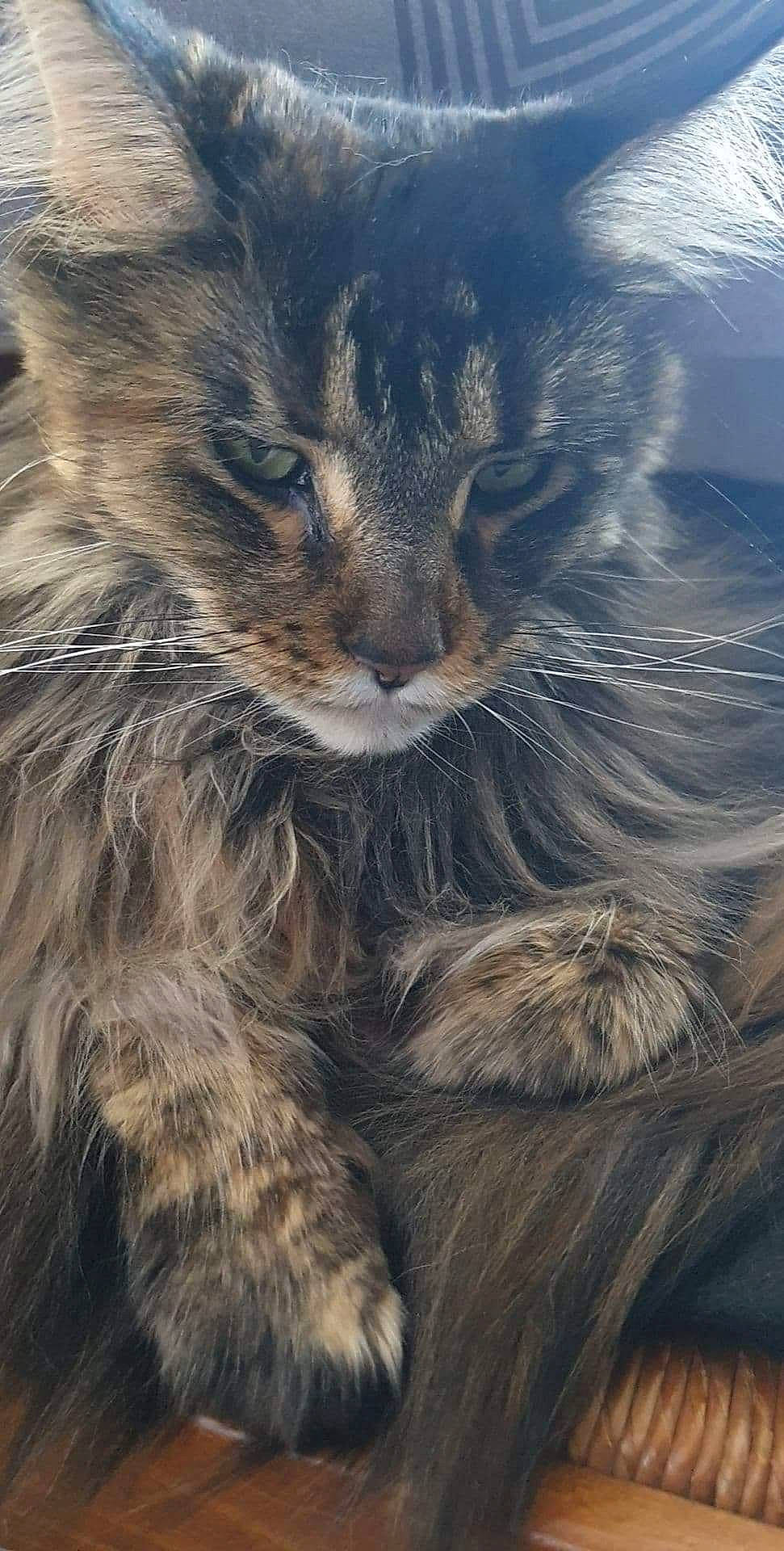 Opale participe au concours pour gagner de l'argent avec cette photo : carnivore, cat, claw, close_up, cloud, domestic_short_haired_cat, electric_blue, fawn, felidae, fur, grass, maine_coon, meteorological_phenomenon, paw, sky, small_to_medium_sized_cats, snout, tail, terrestrial_animal, whiskers