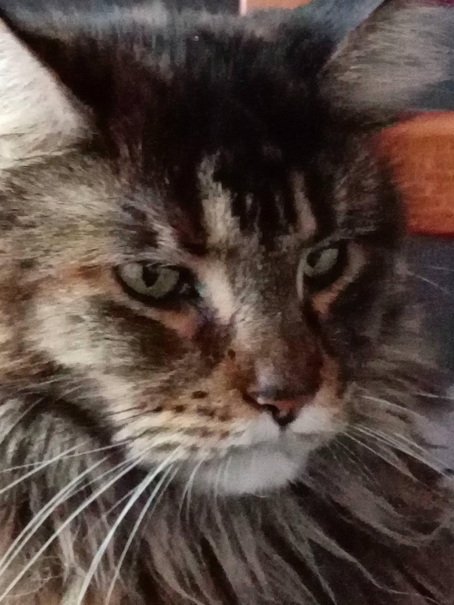 Opale a rejoint le concours — aidez-le/la à gagner de superbes lots ! art, carnivore, cat, domestic_short_haired_cat, felidae, fur, illustration, maine_coon, painting, siberian, small_to_medium_sized_cats, snout, terrestrial_animal, whiskers, wildlife