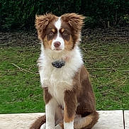 Cannelle a rejoint le concours — aidez-le/la à gagner de superbes lots ! accessories, animal, backyard, ball, canine, collie, dog, grass, husky, lawn, outdoors, pet, plant, puppy, slate, sport, strap, tennis, tennisball, tree