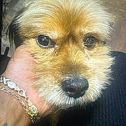 Chewy is registered to the contest to win money with this photo: animal, black_nose, bracelet, brown, close_up, companion, cute, dog, domestic_animal, eyes, face, friendly, fur, hand, indoors, muzzle, pet, portrait, soft, whiskers