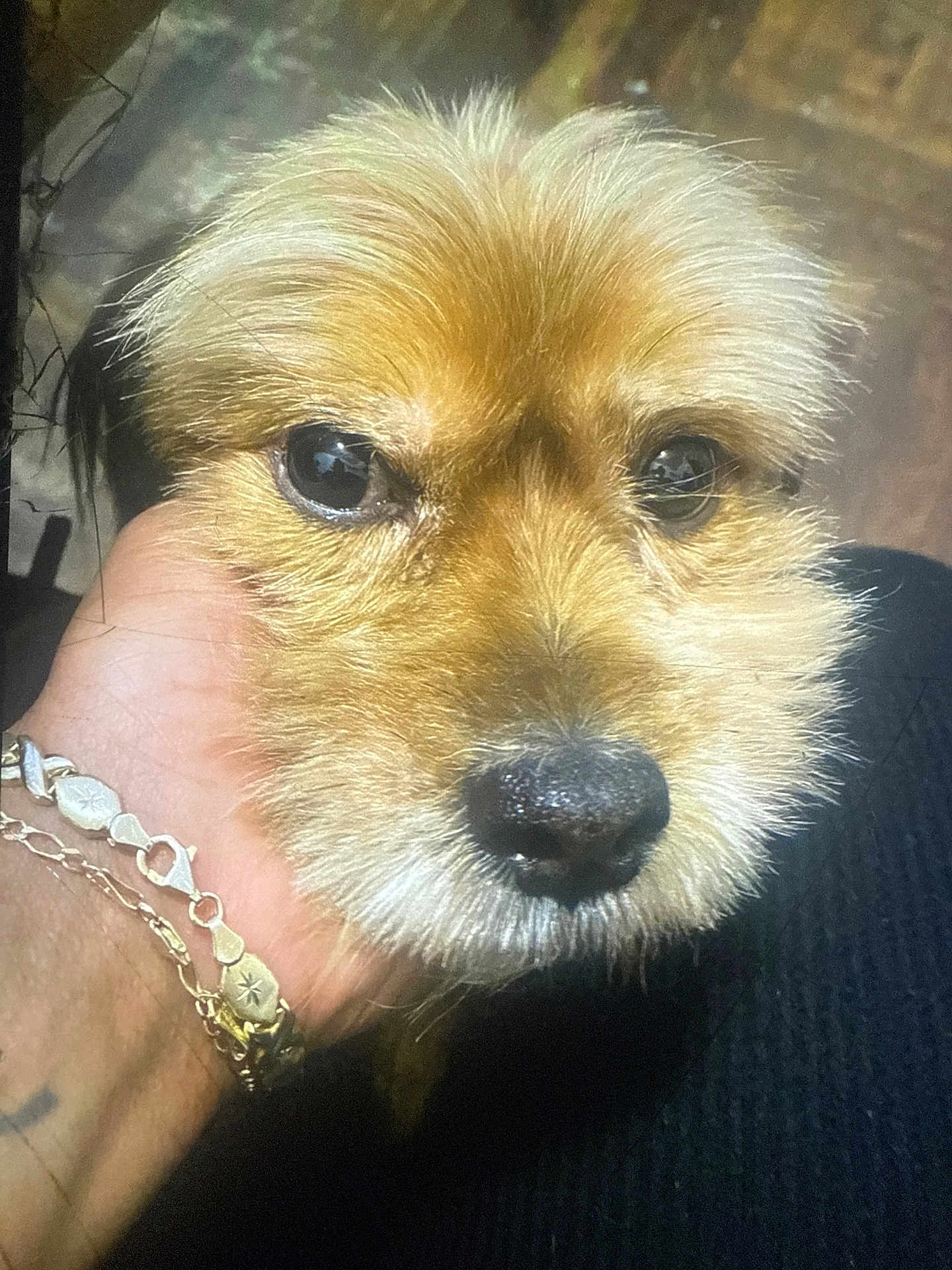 Chewy is registered to the contest to win money with this photo: animal, black_nose, bracelet, brown, close_up, companion, cute, dog, domestic_animal, eyes, face, friendly, fur, hand, indoors, muzzle, pet, portrait, soft, whiskers