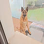 dog, german_shepherd, pet, animal, canine, outdoor, window, glass_door, garden, grass, tile_floor, collar, standing, alert, ears, brown_fur, curious, looking, daylight, home