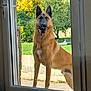 Ursa participe au concours pour gagner de l'argent avec cette photo : dog, glass_door, garden, greenery, yellow_flowers, outdoor, pet, canine, standing, window, daylight, nature, loyal, curious, animal, brown_coat, ears_up, watching, backyard, door_frame