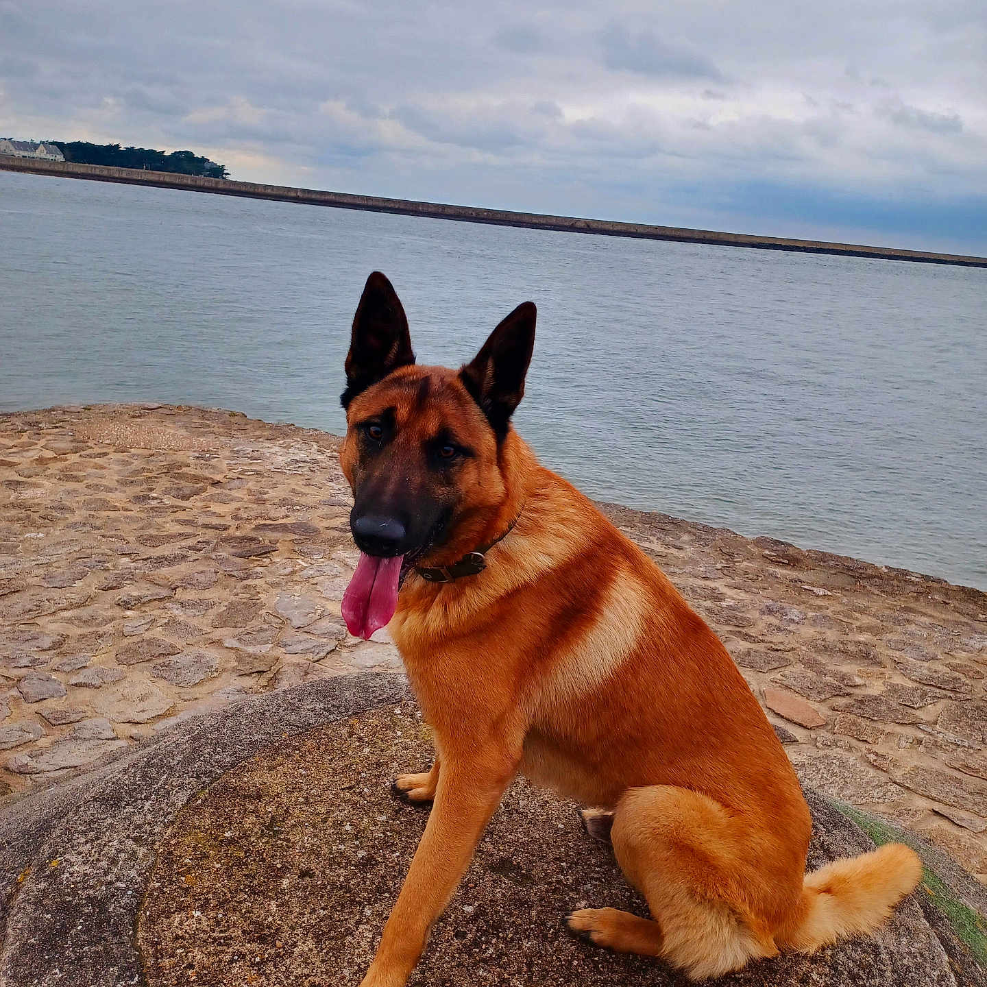 Ursa participe au concours pour gagner de l'argent avec cette photo : animal, canine, cloudy_sky, collar, daytime, dog, ears_up, fur, german_shepherd, happy, landscape, mammal, nature, outdoor, pet, shore, sitting, stone, tongue_out, water