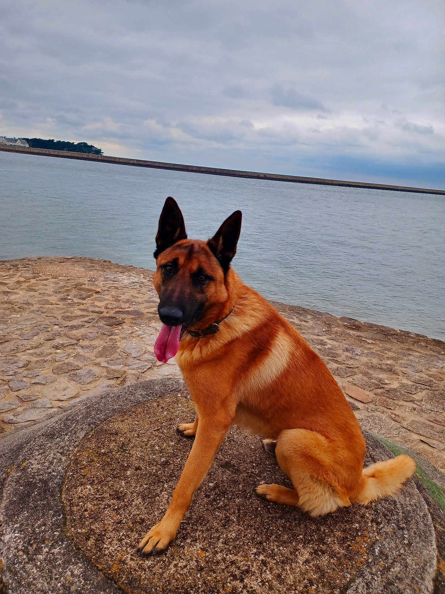 Ursa participe au concours pour gagner de l'argent avec cette photo : dog, german_shepherd, sitting, stone, water, cloudy_sky, outdoor, tongue_out, ears_up, animal, pet, nature, canine, shore, landscape, daytime, fur, collar, happy, mammal