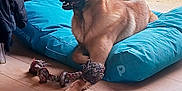Ursa participe au concours pour gagner de l'argent avec cette photo : dog, german_shepherd, pet_bed, rope_toy, indoor, wooden_floor, window, natural_light, relaxed, animal, canine, furniture, cozy, playful, domestic, alert, brown_fur, ears_up, toy, resting