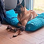 dog, german_shepherd, pet_bed, rope_toy, indoor, wooden_floor, window, natural_light, relaxed, animal, canine, furniture, cozy, playful, domestic, alert, brown_fur, ears_up, toy, resting