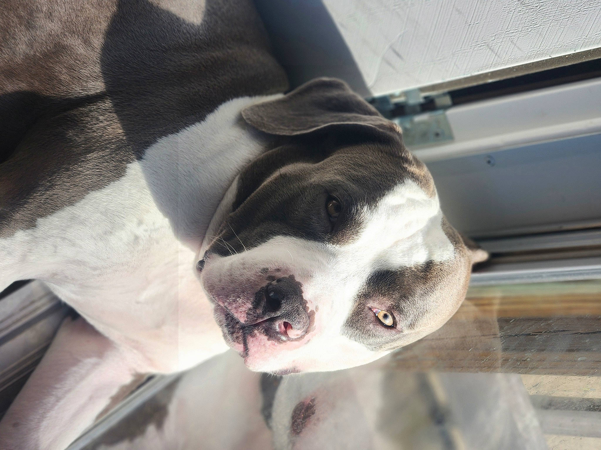 Drax is registered to the contest to win money with this photo: canidae, carnivore, collar, companion_dog, dog, dog_breed, dog_collar, ear, eye, fawn, fur, grey, head, jaw, snout, sporting_group, terrestrial_animal, whiskers, window, working_animal