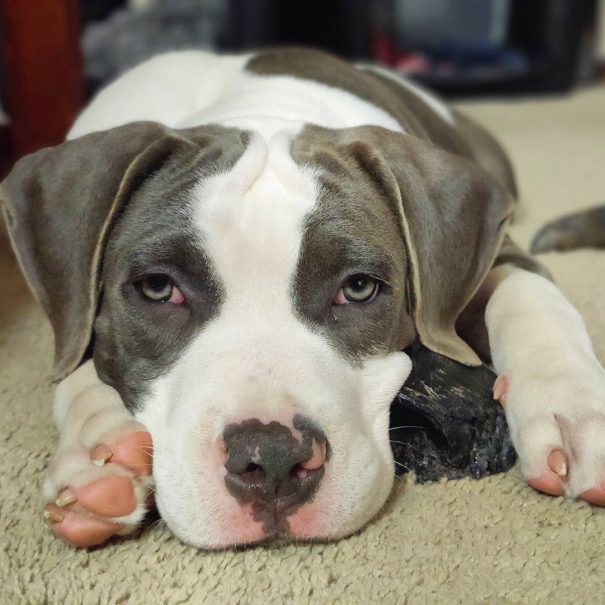 Drax joined the competition — help win amazing prizes! canidae, carnivore, companion_dog, dog, dog_breed, ear, eye, fawn, fur, non_sporting_group, snout, sporting_group, terrestrial_animal, whiskers, working_animal