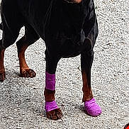 Sasha participe au concours pour gagner de l'argent avec cette photo : alert, animal, bandage, black_dog, canine, doberman, dog, fur, grass, gravel, outdoor, paw, pet, pet_accessory, playful, purple_bandages, soccer_ball, standing, stone_wall, toy