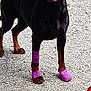 alert, animal, bandage, black_dog, canine, doberman, dog, fur, grass, gravel, outdoor, paw, pet, pet_accessory, playful, purple_bandages, soccer_ball, standing, stone_wall, toy