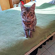 Zebulon participe au concours pour gagner de l'argent avec cette photo : accessories, animal, bed, bedroom, cat, clothing, cushion, face, footwear, furniture, head, indoors, person, pet, photography, portrait, room, shoe, strap, wood