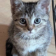 Cléo participe au concours pour gagner de l'argent avec cette photo : adorable, animal, cat, curious, cute, ears, eyes, feline, floor, fur, indoor, kitten, looking, paws, pet, sitting, small, tabby, whiskers, young