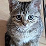 adorable, animal, cat, curious, cute, ears, eyes, feline, floor, fur, indoor, kitten, looking, paws, pet, sitting, small, tabby, whiskers, young