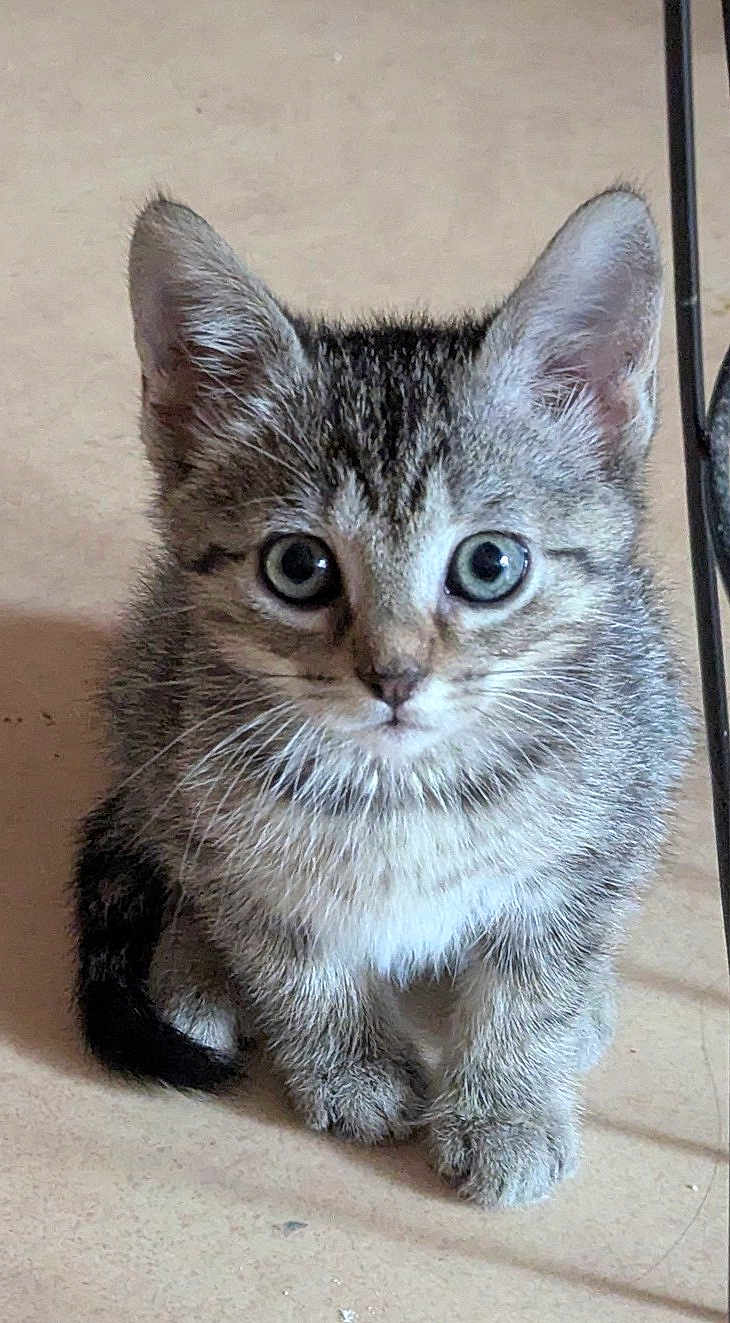 Cléo