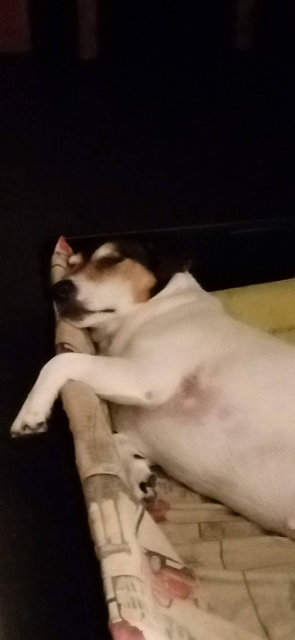 Pipo a rejoint le concours — aidez-le/la à gagner de superbes lots ! canidae, carnivore, cat, claw, comfort, companion_dog, dog_breed, domestic_short_haired_cat, fawn, felidae, fur, hardwood, paw, small_to_medium_sized_cats, snout, sporting_group, tail, terrestrial_animal, whiskers, wood