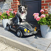 Milko participe au concours pour gagner de l'argent avec cette photo : dog, toy_car, flower_pot, pink_flowers, brick_wall, stone_wall, door, porch, sunlight, outdoor, pet, animal, happy, tongue_out, small_car, green_leaves, sidewalk, shadow, daytime, cute