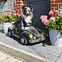 dog, toy_car, flower_pot, pink_flowers, brick_wall, stone_wall, door, porch, sunlight, outdoor, pet, animal, happy, tongue_out, small_car, green_leaves, sidewalk, shadow, daytime, cute