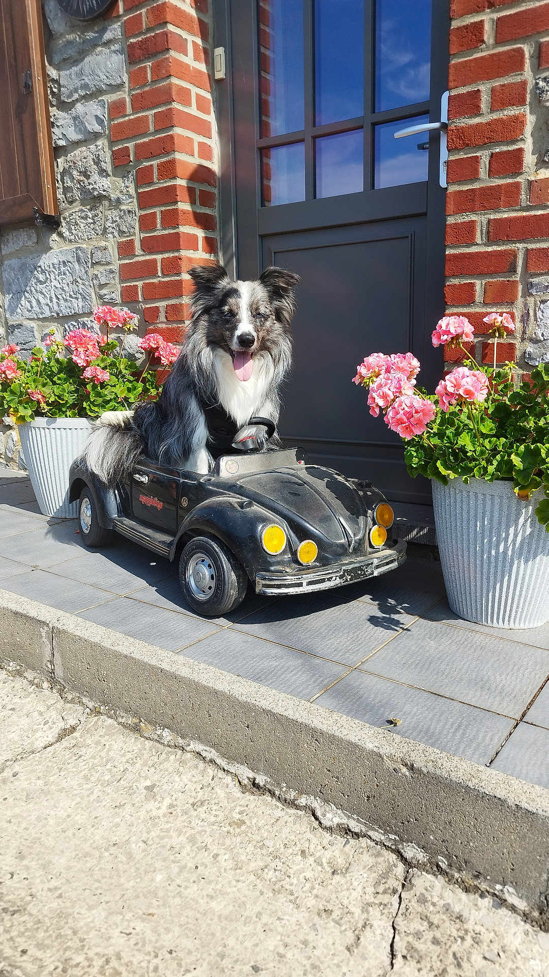 Milko participe au concours pour gagner de l'argent avec cette photo : dog, toy_car, flower_pot, pink_flowers, brick_wall, stone_wall, door, porch, sunlight, outdoor, pet, animal, happy, tongue_out, small_car, green_leaves, sidewalk, shadow, daytime, cute