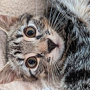 Haku a rejoint le concours — aidez-le/la à gagner de superbes lots ! cat, kitten, tabby, close_up, whiskers, fur, eyes, pet, animal, cute, soft, blanket, texture, indoor, resting, young_cat, face, portrait, nose, ears