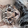 cat, kitten, tabby, close_up, whiskers, fur, eyes, pet, animal, cute, soft, blanket, texture, indoor, resting, young_cat, face, portrait, nose, ears