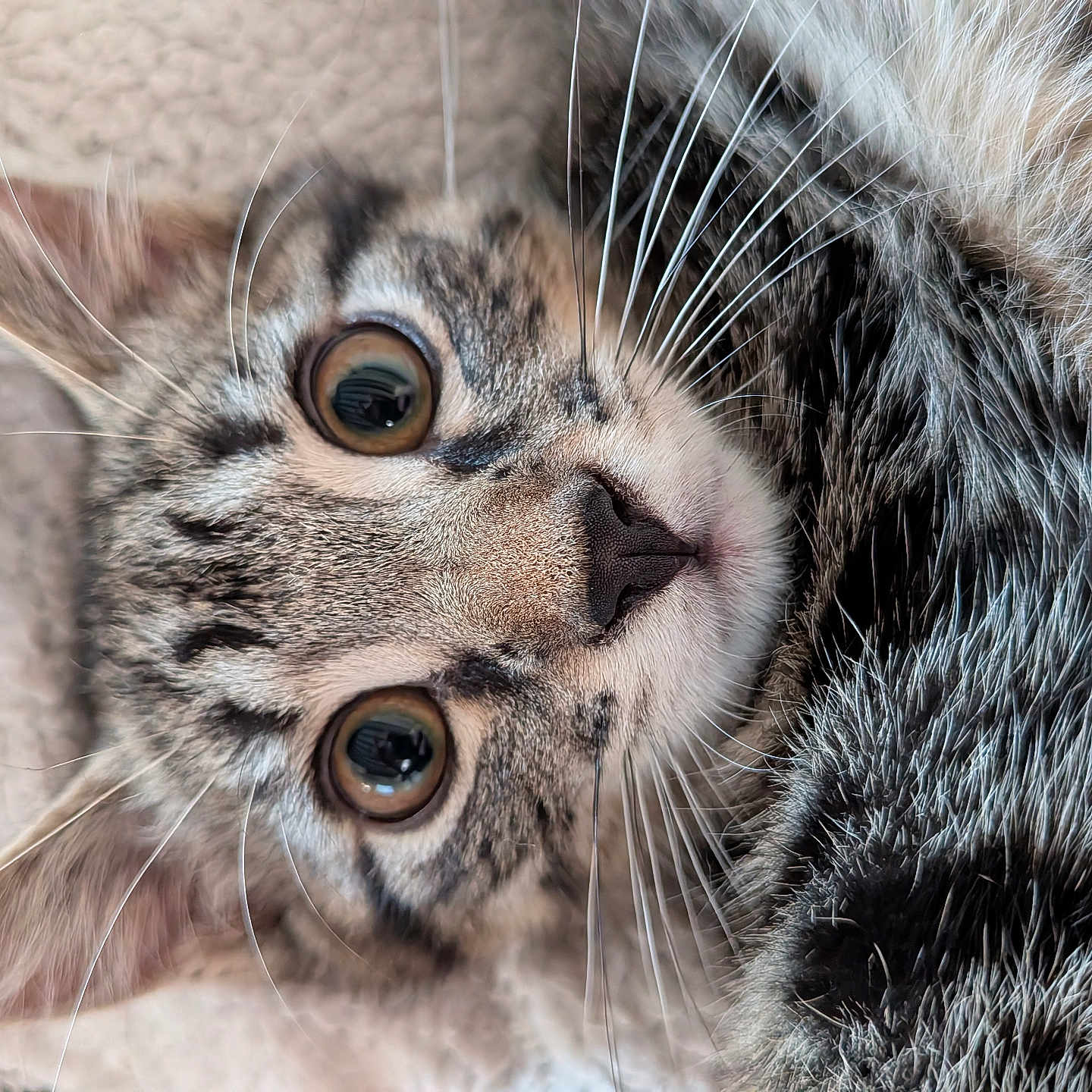 Haku a rejoint le concours — aidez-le/la à gagner de superbes lots ! cat, kitten, tabby, close_up, whiskers, fur, eyes, pet, animal, cute, soft, blanket, texture, indoor, resting, young_cat, face, portrait, nose, ears