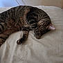 Nala participe au concours pour gagner de l'argent avec cette photo : cat, tabby, sleeping, paw, face_covering, fur, striped, pet, indoor, blanket, resting, cozy, cute, animal, mammal, whiskers, relaxation, soft, bed, domestic_cat