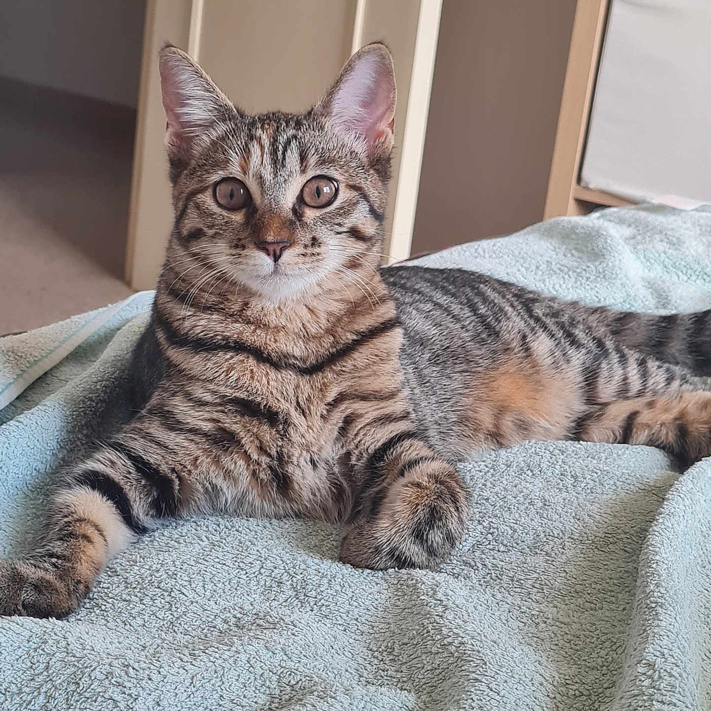 Nala a rejoint le concours — aidez-le/la à gagner de superbes lots ! animal, cat, cozy, curious, cute, ears, eyes, feline, fur, indoor, kitten, lying_down, paw, pet, resting, soft, striped, tabby, towel, whiskers