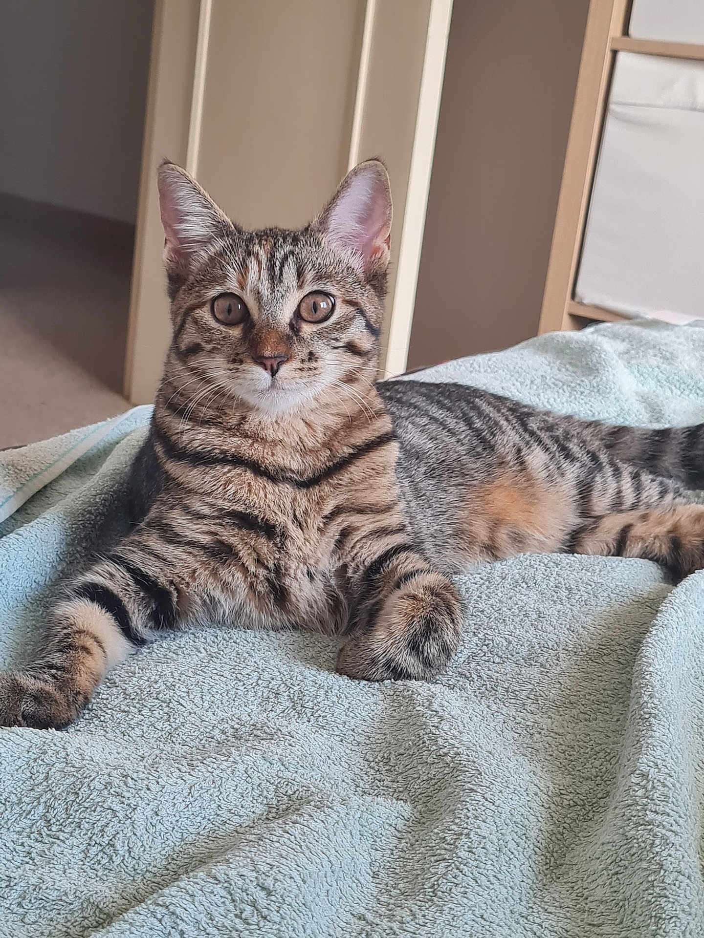 Nala