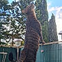 Nala participe au concours pour gagner de l'argent avec cette photo : cat, tabby_cat, standing, balcony, fence, outdoor, trees, sky, clouds, curious, pet, animal, nature, daylight, tail, ears, whiskers, looking_up, vertical, striped