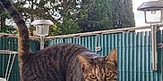 Nala a rejoint le concours — aidez-le/la à gagner de superbes lots ! cat, tabby, striped, animal, pet, outdoor, tree, sky, fence, curious, walking, nature, daylight, greenery, mammal, whiskers, ears, tail, paws, looking