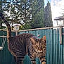 cat, tabby, striped, animal, pet, outdoor, tree, sky, fence, curious, walking, nature, daylight, greenery, mammal, whiskers, ears, tail, paws, looking