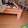 cat, tabby_cat, bed, bedroom, wooden_furniture, lamp, cat_house, floor, harness, pillow, blanket, indoor, pet, relaxed, sprawled, curious, cozy, home, animal, feline
