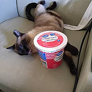 Kim joined the competition — help win amazing prizes! cat, siamese, couch, container, cottage_cheese, food, pet, animal, indoor, relaxed, sleeping, tongue_out, fur, mammal, domestic, household, resting, feline, cute, lazy