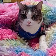 Lilou participe au concours pour gagner de l'argent avec cette photo : animal, blanket, blue_sweater, cat, closeup, cozy, cute, domestic, fluffy, fur, furry, indoor, multicolored, pet, portrait, relaxed, resting, tabby, whiskers, white_paws