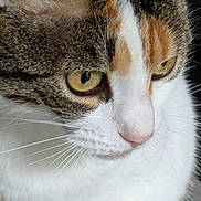Kira participe au concours pour gagner de l'argent avec cette photo : cat, close_up, tabby, white_fur, yellow_eyes, whiskers, pink_nose, animal, pet, fur_texture, face, portrait, domestic_cat, cute, feline, looking_away, indoor, soft_light, calm, mammal