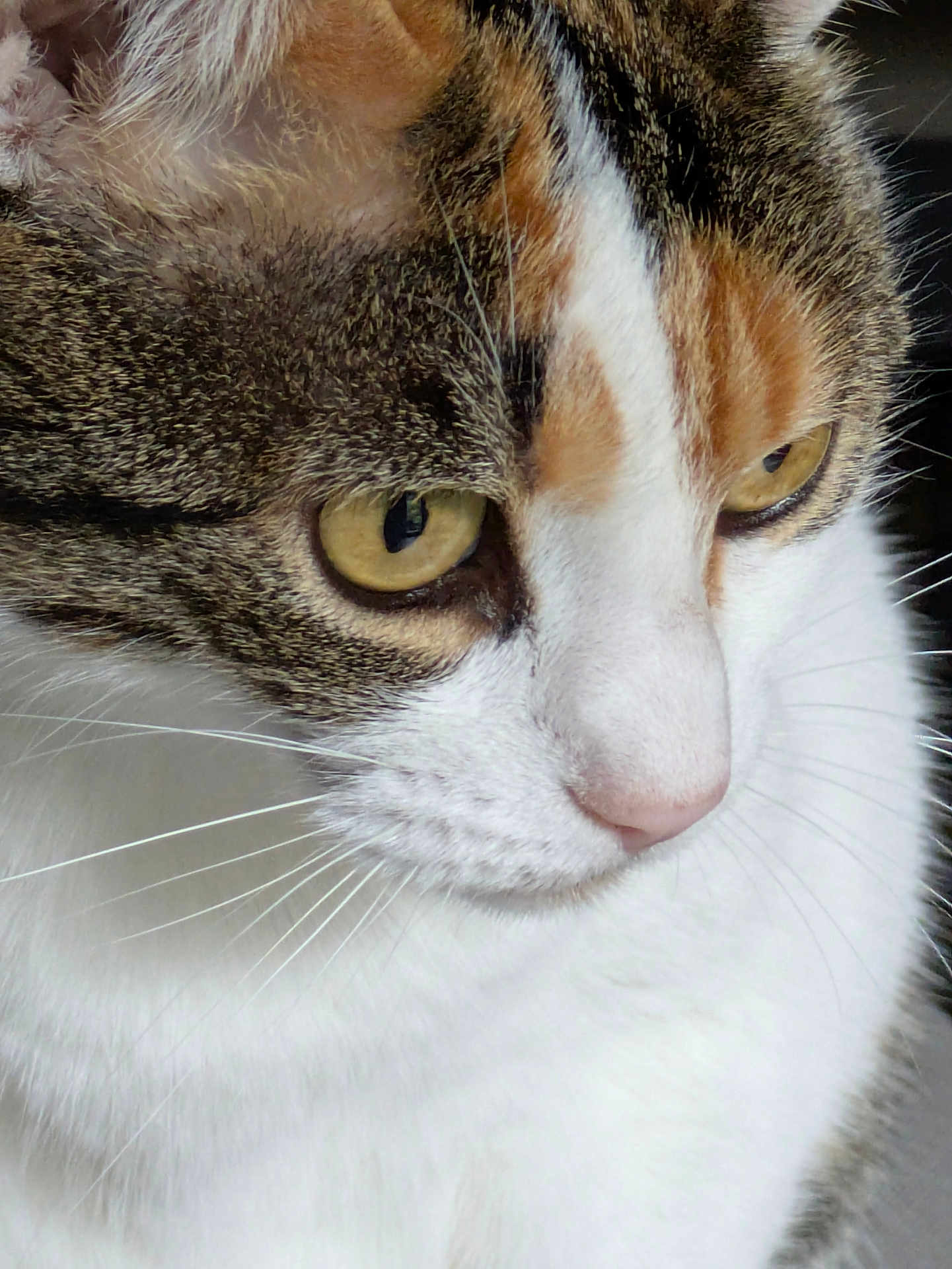 Kira participe au concours pour gagner de l'argent avec cette photo : cat, close_up, tabby, white_fur, yellow_eyes, whiskers, pink_nose, animal, pet, fur_texture, face, portrait, domestic_cat, cute, feline, looking_away, indoor, soft_light, calm, mammal