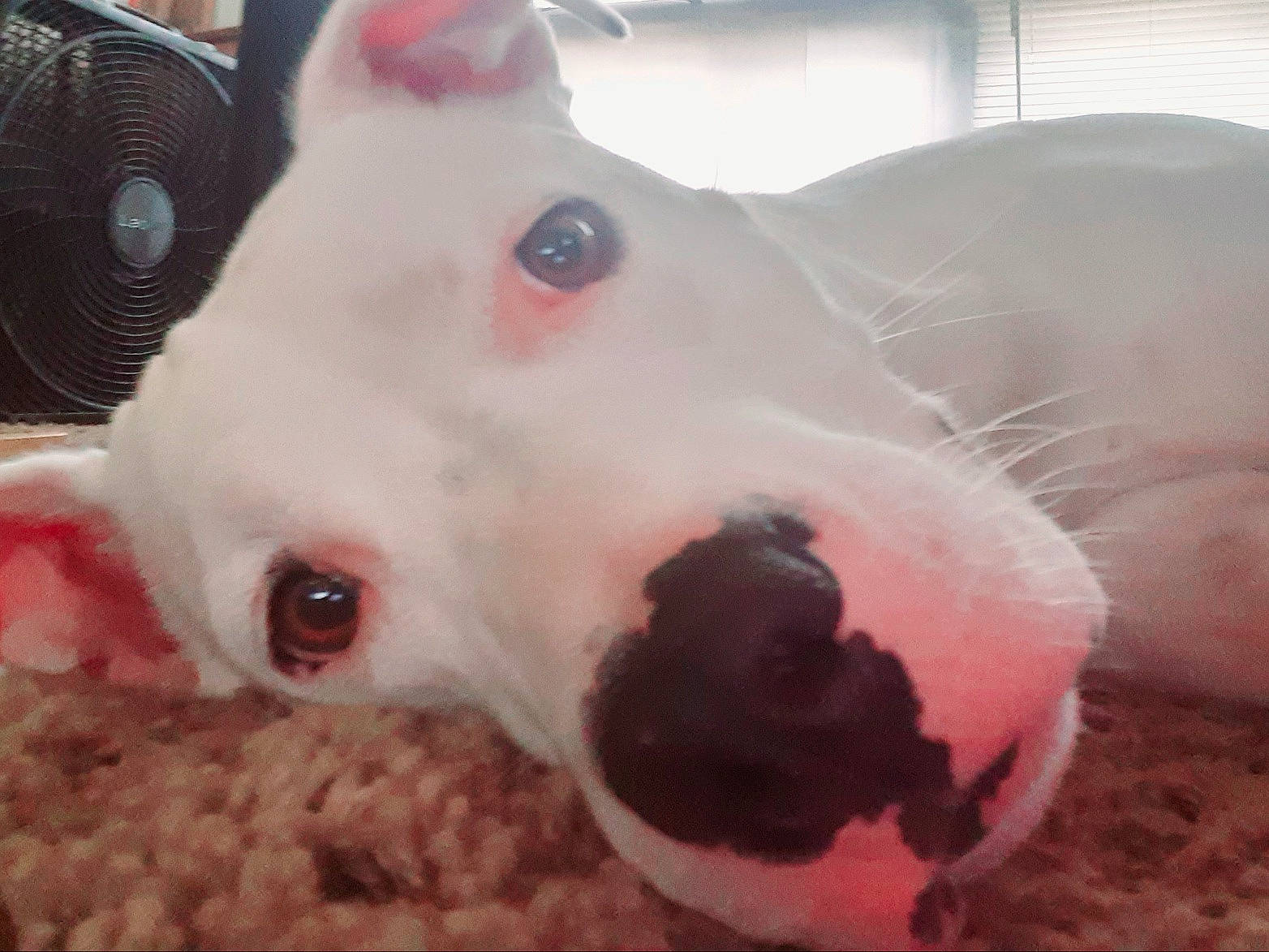 Layla joined the competition — help win amazing prizes! canidae, carnivore, companion_dog, dog, dog_breed, ear, fawn, fur, ingredient, jaw, mechanical_fan, nose, paw, pet_supply, snout, sporting_group, terrestrial_animal, toy, whiskers, working_animal