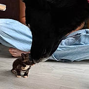 Pilou participe au concours pour gagner de l'argent avec cette photo : dog, kitten, floor, person, jeans, black_dog, small_cat, indoor, wooden_floor, pets, animal_interaction, curious, cute, sniffing, domestic_animals, human_presence, casual_clothing, red_shirt, barefoot, flooring