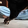 dog, kitten, floor, person, jeans, black_dog, small_cat, indoor, wooden_floor, pets, animal_interaction, curious, cute, sniffing, domestic_animals, human_presence, casual_clothing, red_shirt, barefoot, flooring