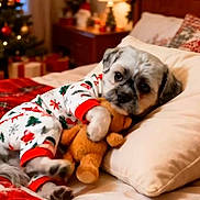 Lexy participe au concours pour gagner de l'argent avec cette photo : animal, bed, blanket, christmas, christmas_tree, cozy, cute, decorations, dog, festive, holiday_decor, indoor, lights, pajamas, pillow, plush_toy, relaxing, sleepy, teddy_bear, warm
